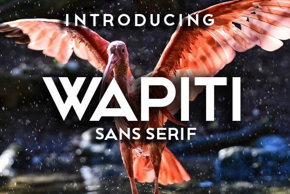Wapiti: The Bold Sans Serif Typeface for High-Impact Campaigns